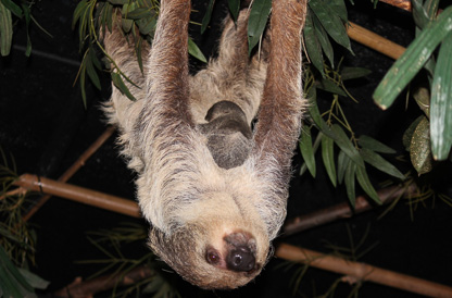 Foto: Dierenpark Amersfoort