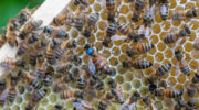 Kom kijken in de wereld van de honingbij