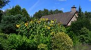 Staan de hoogste zonnebloemen op Hulsthof Nijkerk?