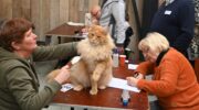 Veel bezoekers voor kattenshow in Nijkerk