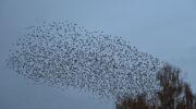 Spreeuwendans: prachtig schouwspel boven Nijkerk