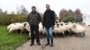 Bijna 180 schapen naar buiten in wijk Corlaer