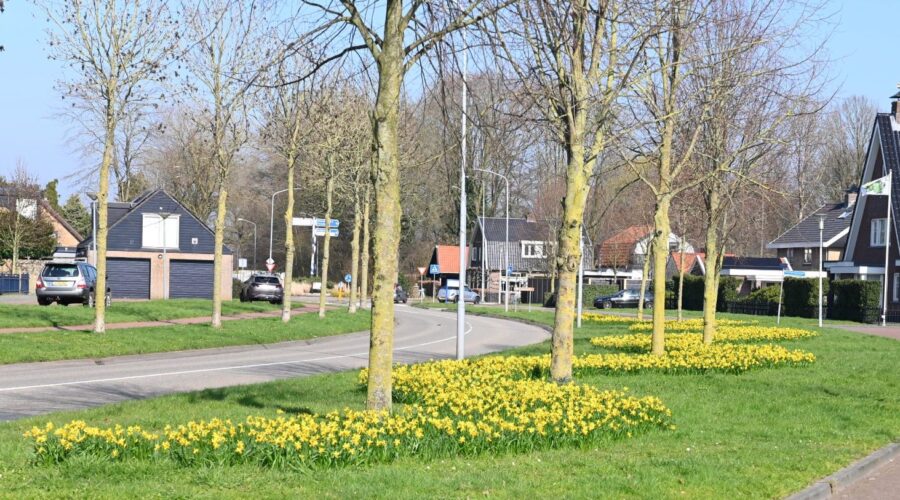 Narcissen Hoevelaken: Hier word je toch blij van? - Het laatste nieuws
