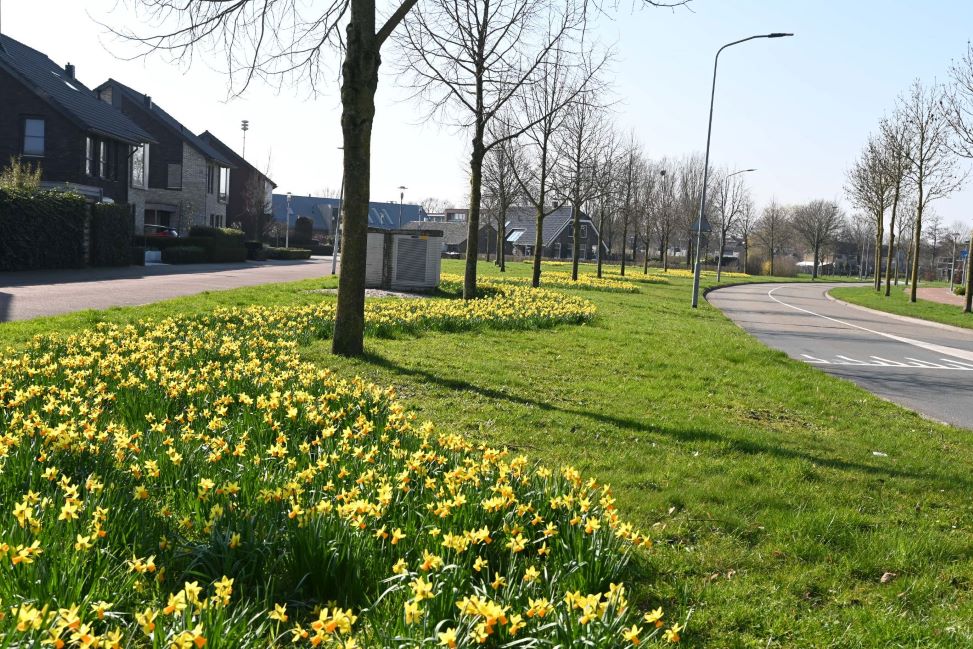Narcissen Hoevelaken: Hier word je toch blij van? - Het laatste nieuws