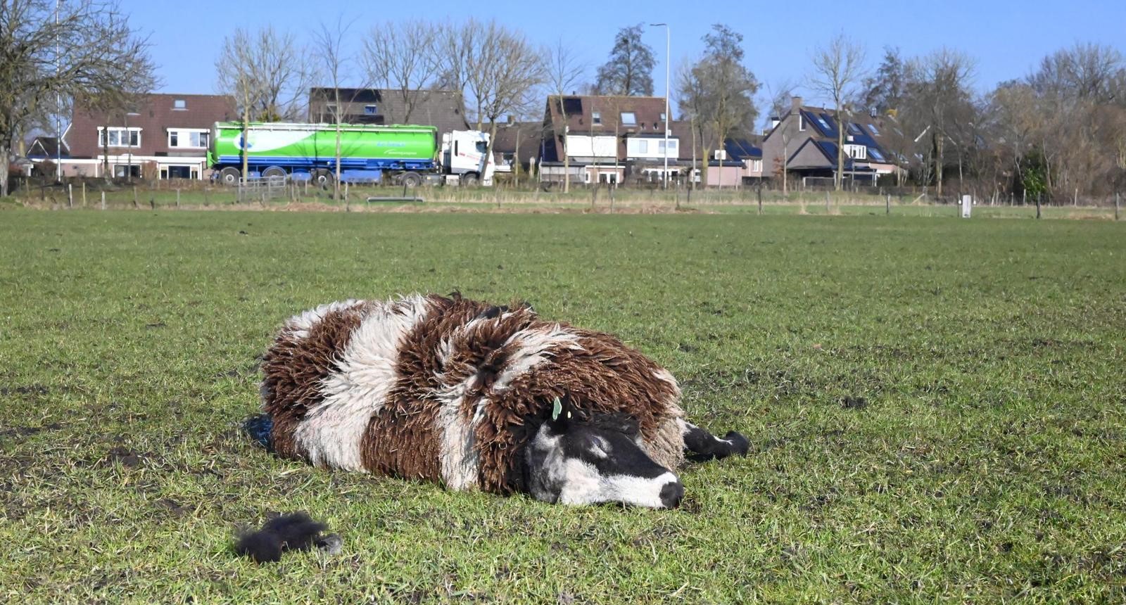 Vier schapen dood bij volkstuinen Barneveldseweg Nijkerk - Oozo.nl