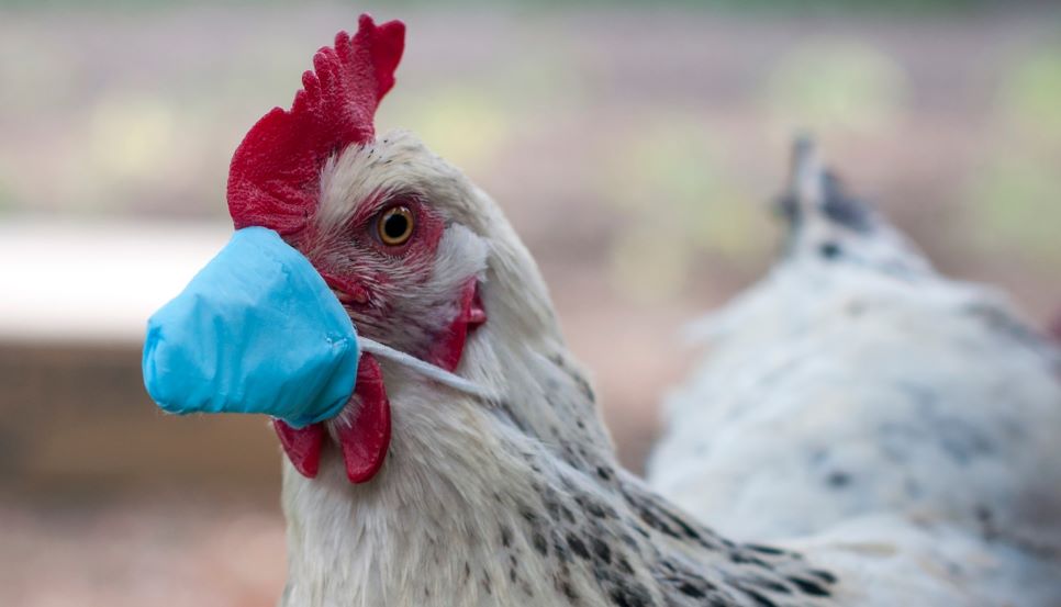 Vogelgriep op bedrijf in Terschuur