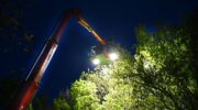 Papegaai hoog in de boom aan Paasbosweg