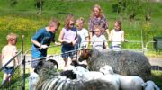 Schapen zijn welkom geheten in Nijkerkse woonwijk Corlaer