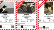 Petra uit Nijkerk in diepe wanhoop: drie katten al meer dan zeven maanden vermist