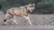 Griezelfeest Terschuur afgelast: acteurs zijn bang voor de wolf