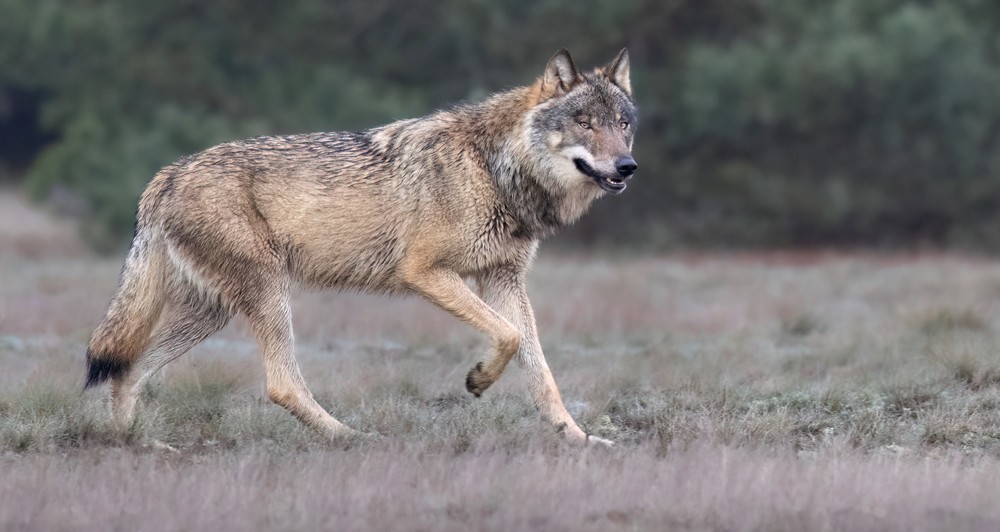Echtpaar verjaagt twee wolven maar schaap lijkt niet te redden