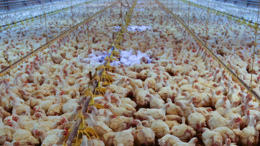 Vogelgriep vastgesteld op bedrijf in gemeente Nijkerk