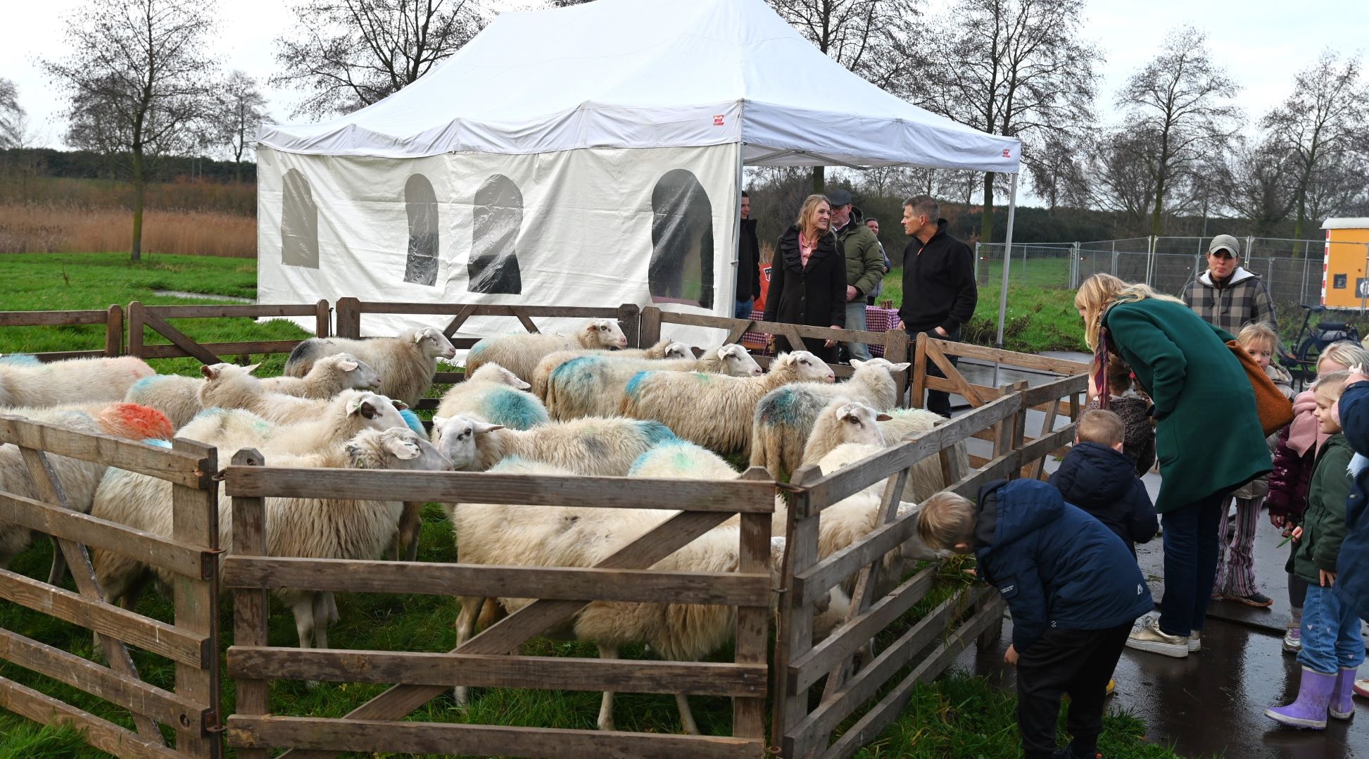 Burgemeester zwaait schaapskudde Nijkerk uit