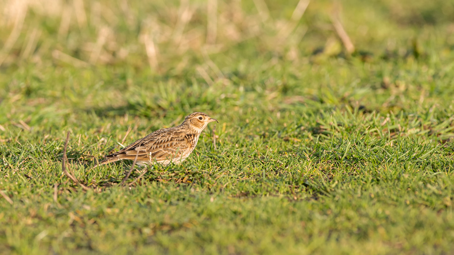 Vogelexcursie op voormalig vliegveld Soesterberg