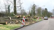 Kaalslag op de Hoogstraat: veel bomen weg