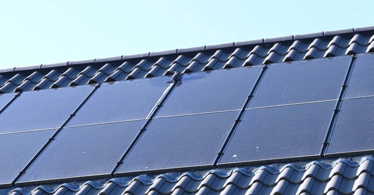 Brandweer Nijkerk redt kraai die met pootje vastzit in zonnepanelen