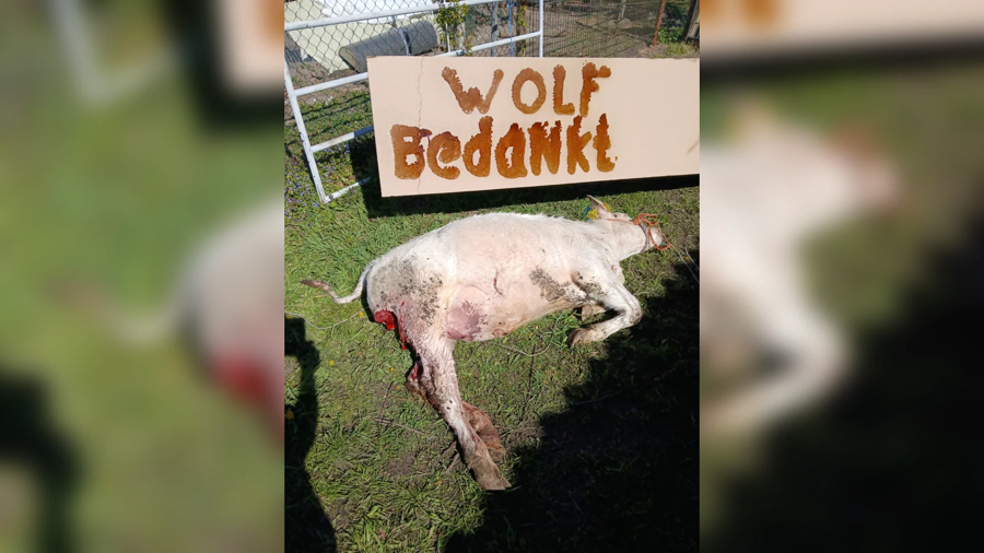 Pinken aangevallen door wolf nabij bebouwde kom Nijkerkerveen: één dier geëuthanaseerd