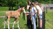 Open dag Manege Kraaij trekt veel belangstelling in Nijkerkerveen