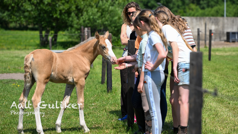 Open dag Manege Kraaij trekt veel belangstelling in Nijkerkerveen