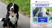Vermiste hond Balu gevonden dankzij drone en zoekteams