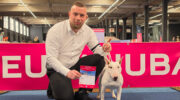 Nijkerkse Miniatuur Bull Terrier Piggy verovert nationale én internationale showringen
