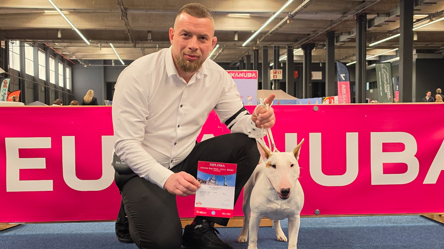 Nijkerkse Miniatuur Bull Terrier Piggy verovert nationale én internationale showringen