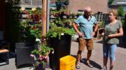 Prachtige bloeiende fuchsia’s te bewonderen in Nijkerkse tuin