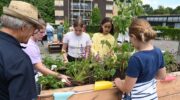 Emmaschool Nijkerk poot plantjes in bloembanken De Pol