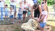 Schaapscheerdersfeest in Groot Corlaer trekt veel bekijks
