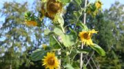 Gezocht: De hoogste zonnebloem van Appel en Driedorp 2026