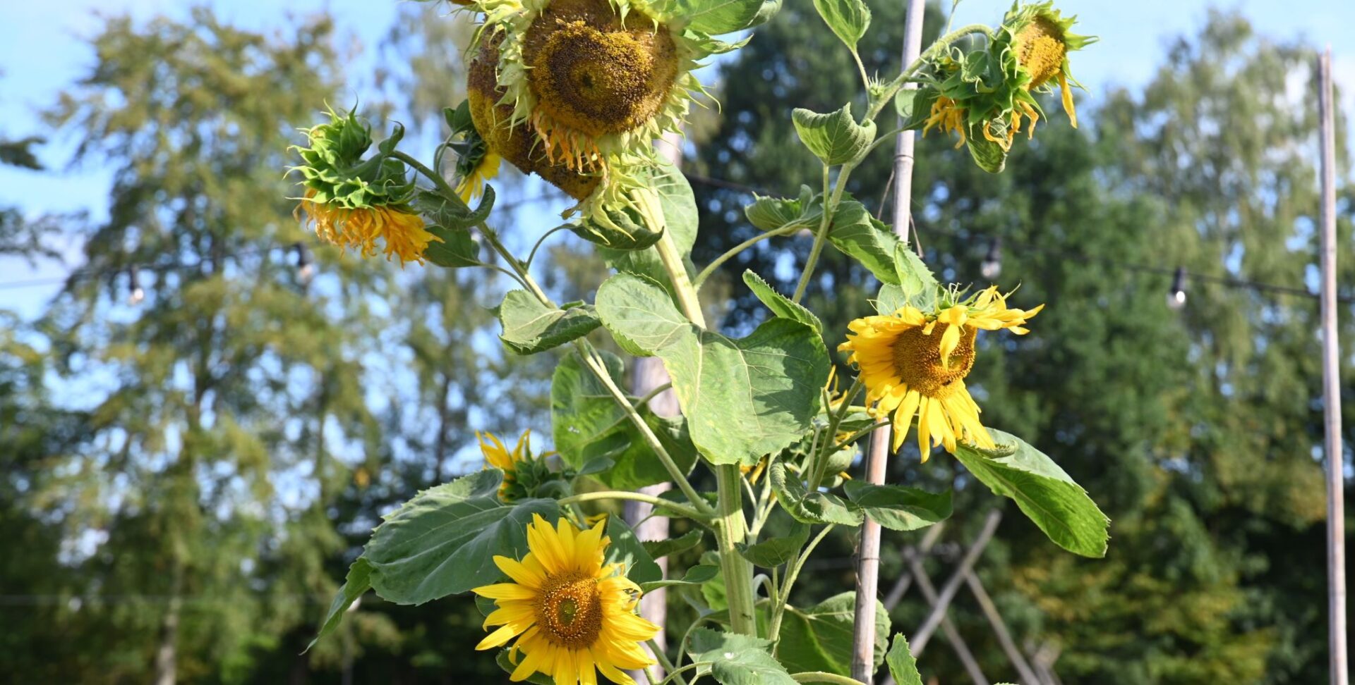 Gezocht: De hoogste zonnebloem van Appel en Driedorp 2026