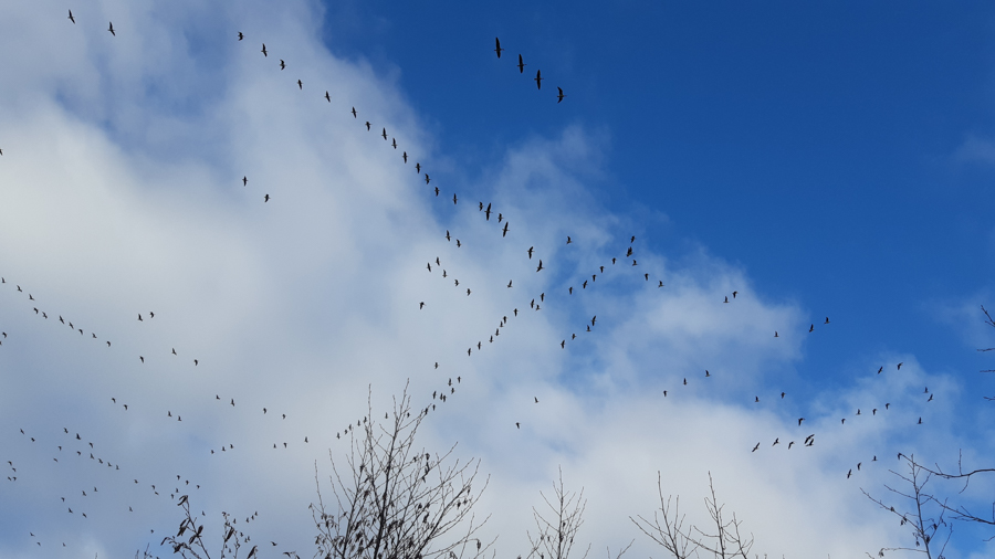 Jeugdnatuurclub IVN Nijkerk gaat vogels kijken tijdens internationale EuroBirdwatch.