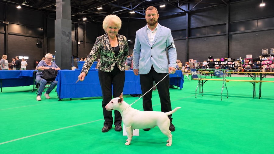 Miniatuur-bulterriër Piggy behaalt nieuwe successen in Maastricht