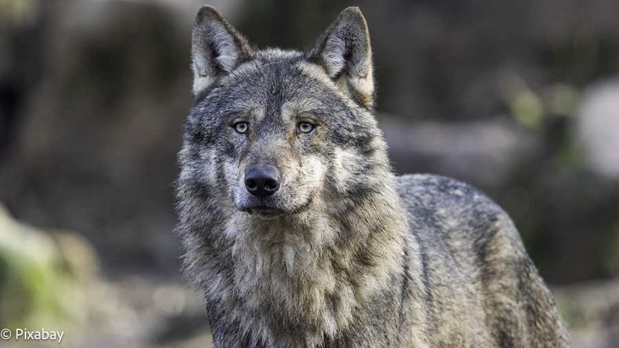 Wolvencommissie hoort zorgen van schapenhouders in Nijkerk