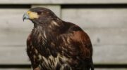 Woestijnbuizerd Safaa wordt vermist in Nijkerk