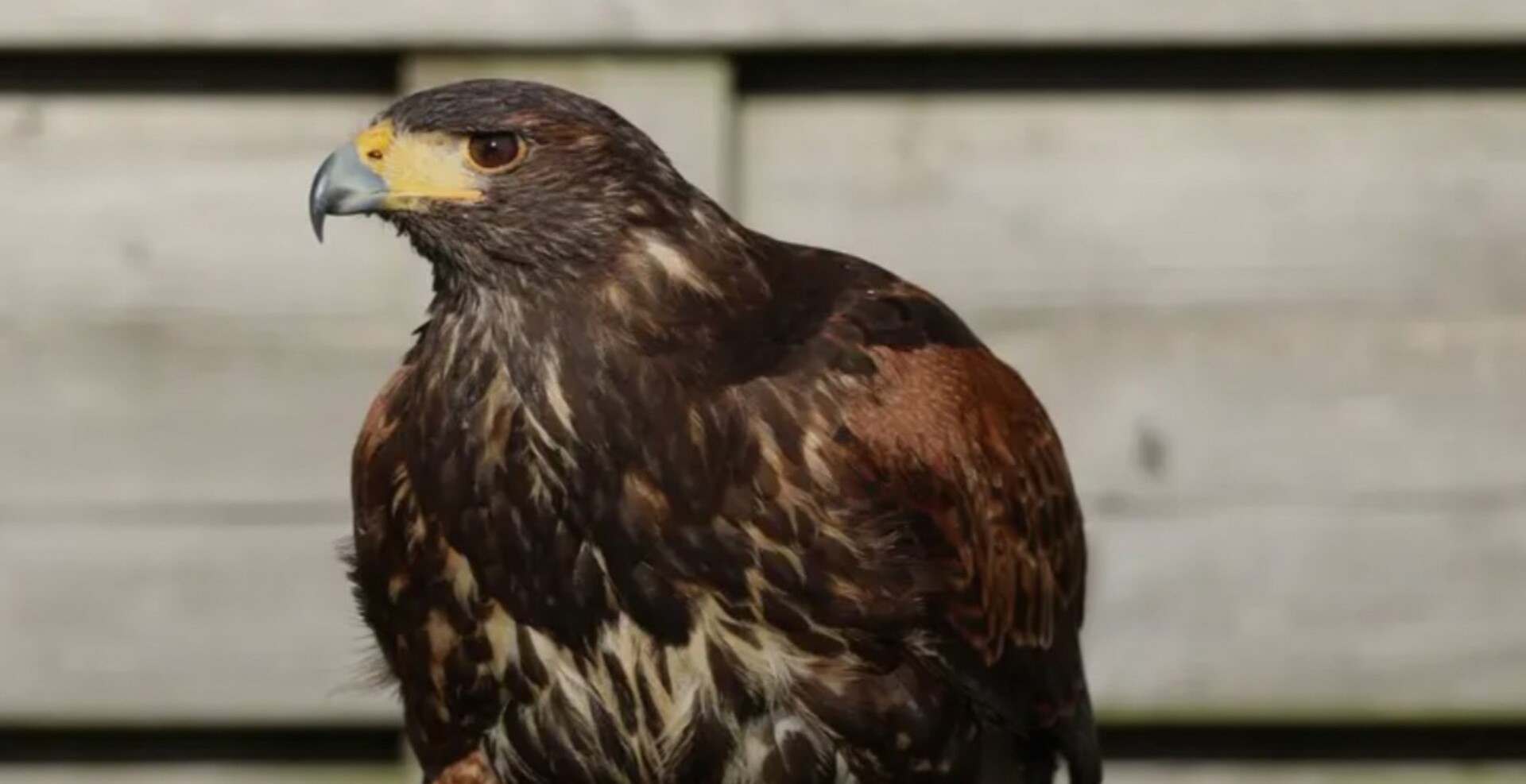 Woestijnbuizerd Safaa wordt vermist in Nijkerk