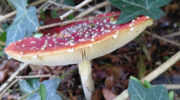 Herfst laat zich voorzichtig zien in Nijkerkerveen