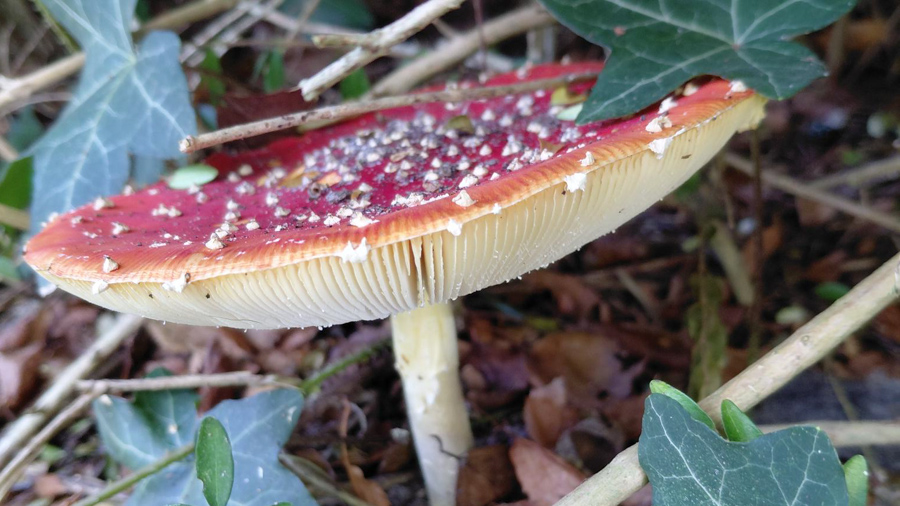 Herfst laat zich voorzichtig zien in Nijkerkerveen