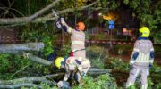 Grote eik omgevallen op de Kardinaal Alfrinklaan, Nijkerkse brandweer ingeschakeld