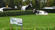 Geen boom meer heel op Nijkerkse koeienrotonde